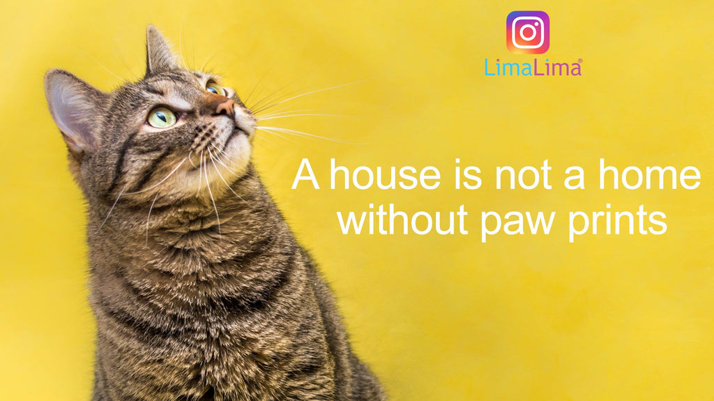 Paw Prints Cat Instagram Caption
