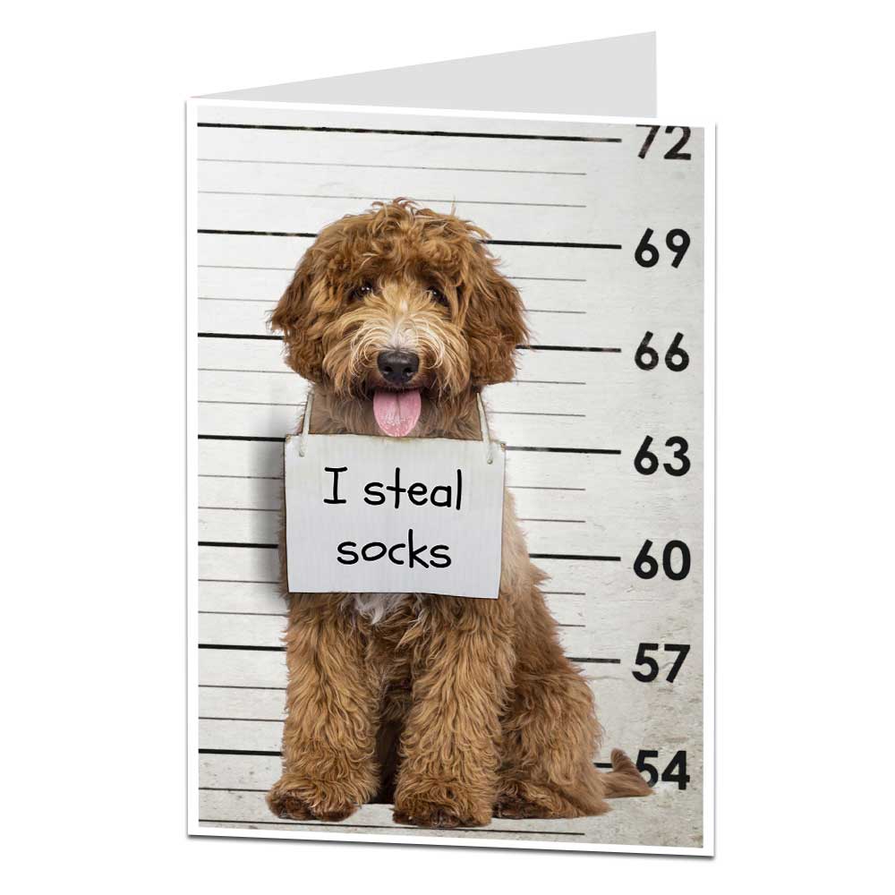 I Steal Socks Birthday Card From The Dog